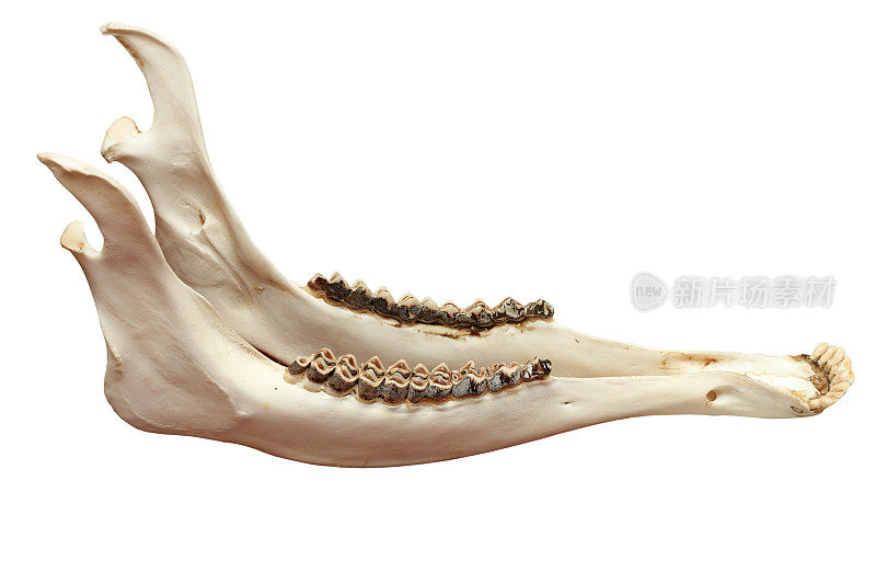 cervus elaphus下颌骨